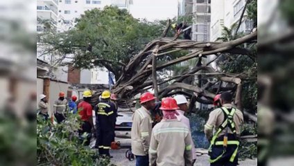 Árbol caído en Piantini sobre tres vehículos