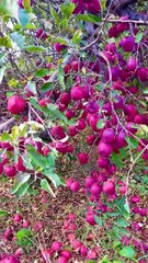 ,,,,,,,,,Apples is a Pink color,,,,,,