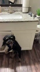 Curious Dog Ends Up Trapped by Cabinet Handle