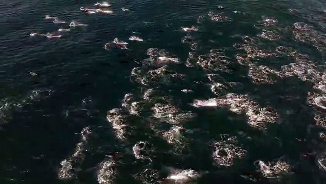 Miles de delfines en California
