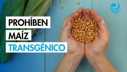 Diputados aprueban iniciativa para prohibir cultivo de maíz transgénico tras fallo del T-MEC