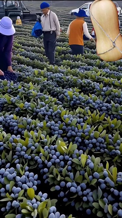 ,,,,,,,,,,,How much fruits,,,,,,,,,