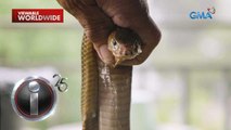 ‘Antivenom,’ dokumentaryo ni Kara David | I-Witness