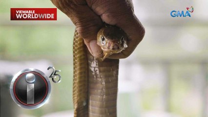 ‘Antivenom,’ dokumentaryo ni Kara David | I-Witness