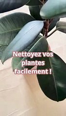 Nettoyer les feuilles de ses plantes