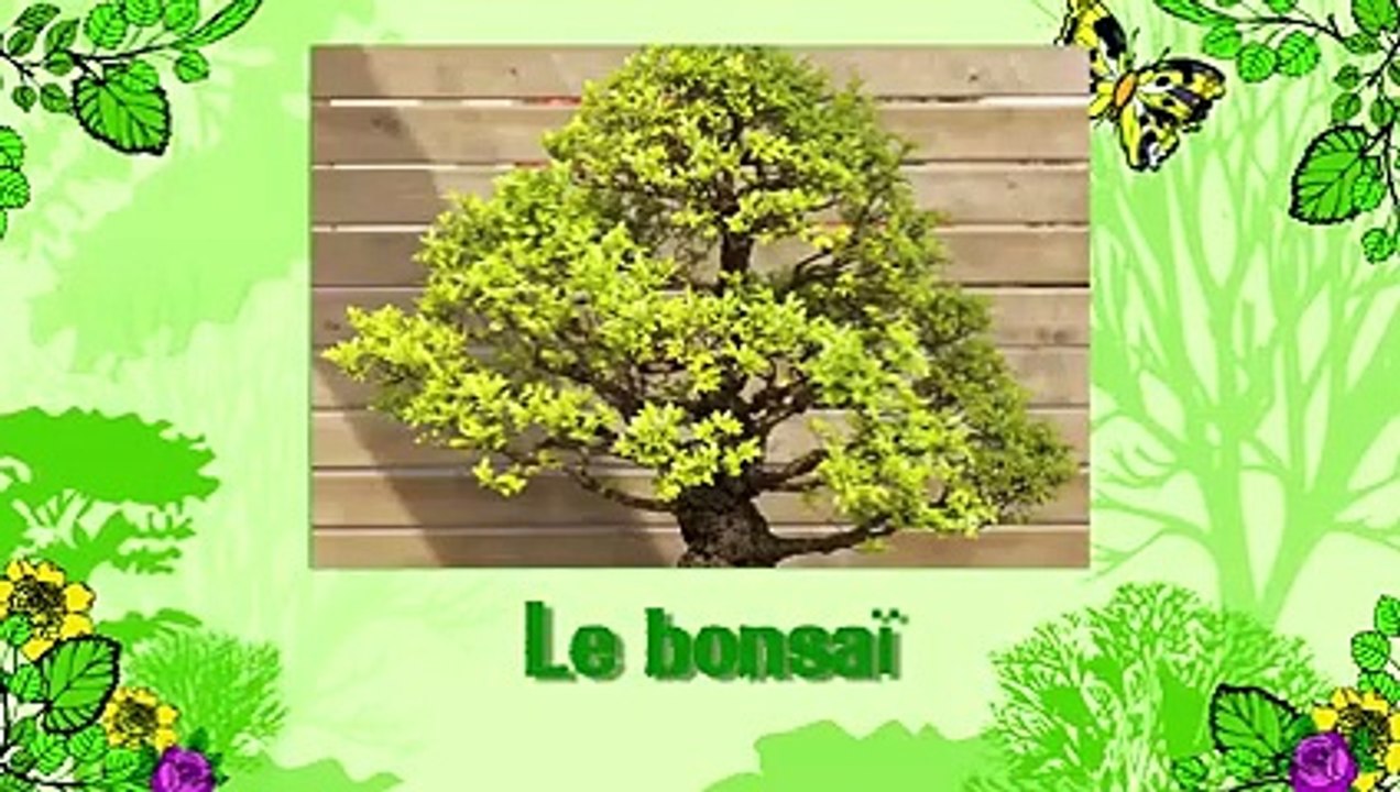 Soigner un bonsaï
