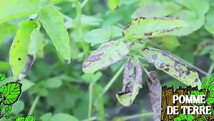 Soigner des plants de pomme de terre