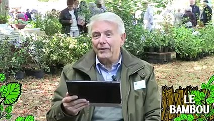 Soigner un bambou dont les feuilles jaunissent ou tombent