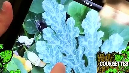 Soigner des plants de courgette