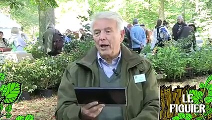 Soigner un figuier attaqué par les parasites