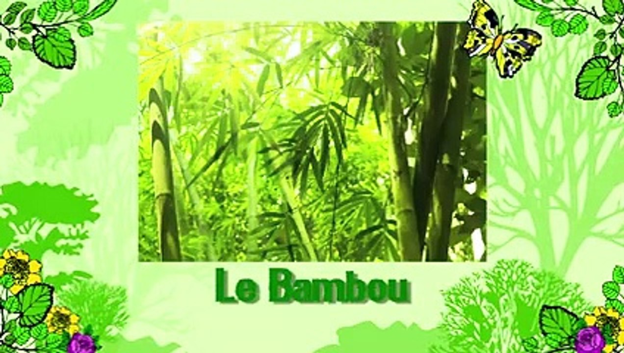 Soigner un bambou