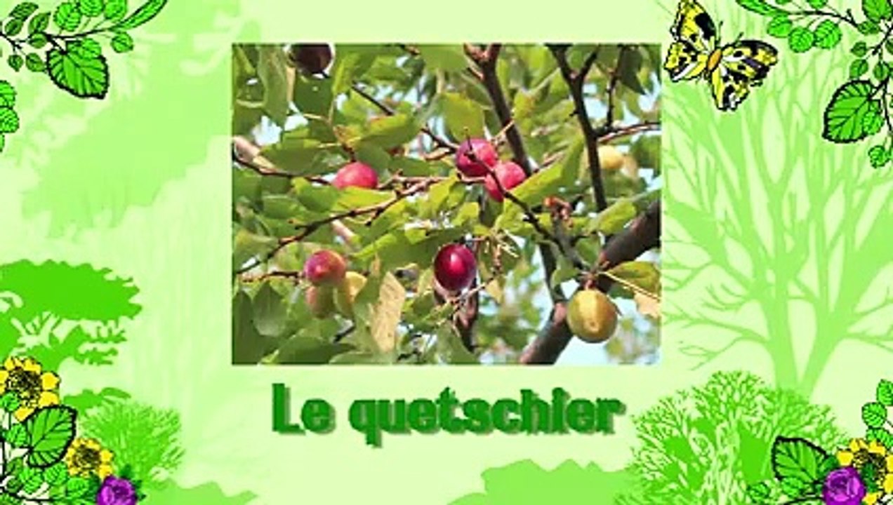 Soigner un quetschier