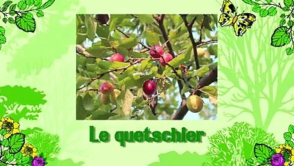 Soigner un quetschier