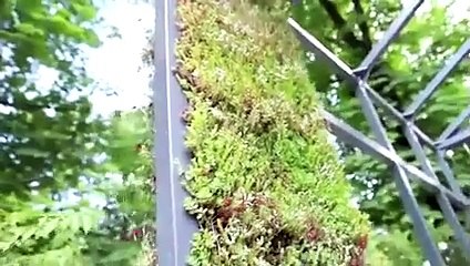 6 idées pour créer un mur végétal