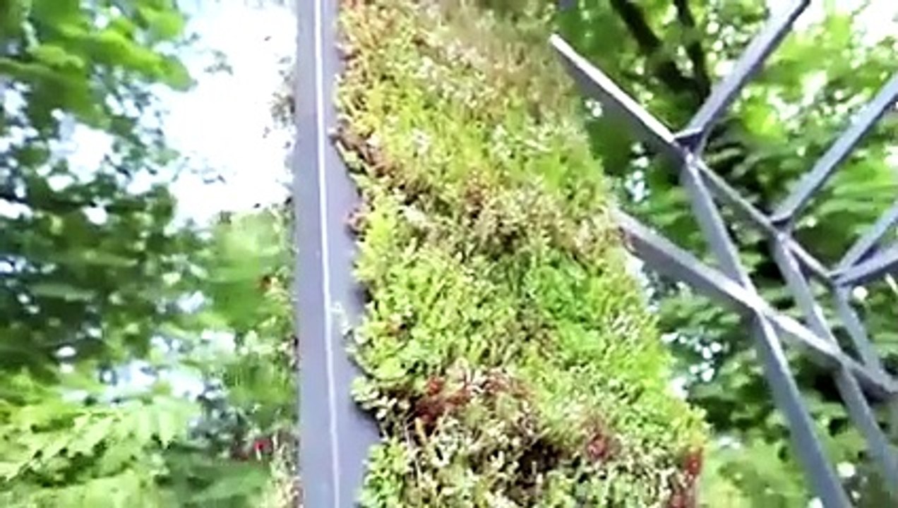 6 idées pour créer un mur végétal