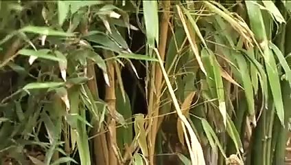 5 idées pour créer un jardin zen