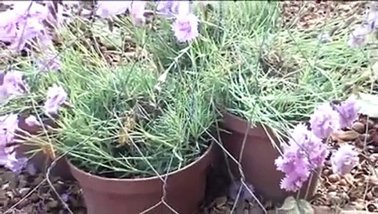 Terrasse Nature (Jardins, Jardin)