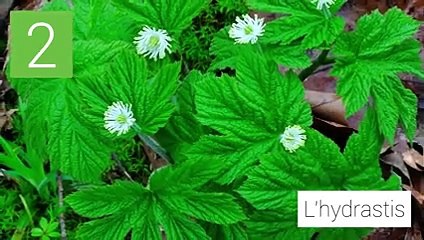 Des astuces naturelles contre la sinusite