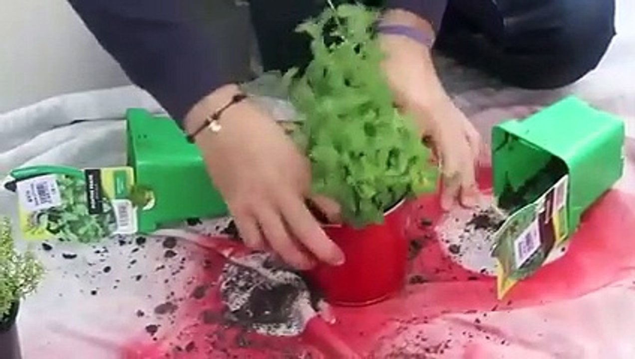 Une échelle en guise de rangement déco pour plantes aromatiques