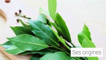 Les huiles essentielles : le laurier
