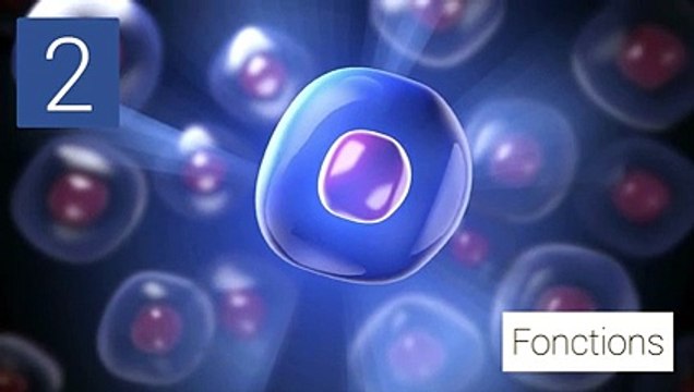 Le Potassium : quels apports ?