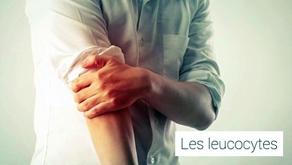 Prise de sang : Comprendre les leucocytes