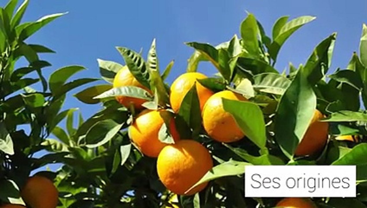 Les huiles essentielles : l’orange douce