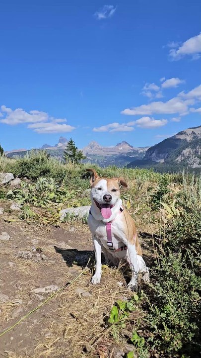 Dog setting top of the mountain