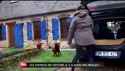Conso : comment transporter son animal en voiture ? (Emission Turbo du 26/04/2015)