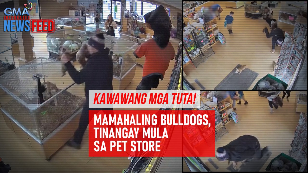 Kawawang mga tuta! Mamahaling bulldogs, tinangay mula sa pet store | GMA Integrated Newsfeed