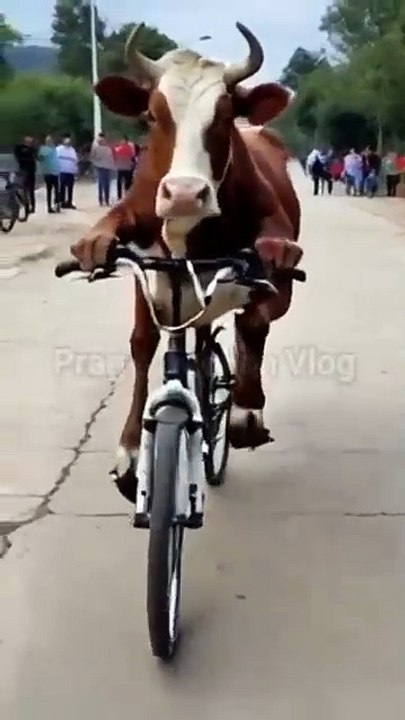 Funny animals videos _shorts _shortsfeed _ytshorts _funnycows _funnycowvideo _funnyanimals _funny)