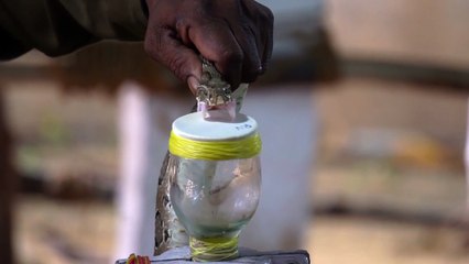 Person Keeping the Venom of a Snake in a Jar #Snake