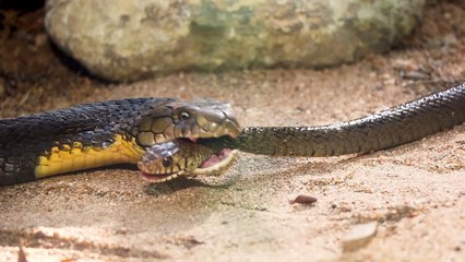 King Cobra Eating Another Snake in the Wild - Cobra Snake🐍