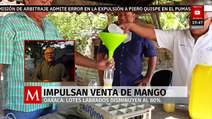En Oaxaca, productores de mango intensifican acciones contra la “mosca de la fruta”