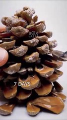 Timelapse of a pine tree starting from a seed