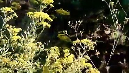 Porsche Panamera S Hybrid : la berline hybride en vidéo