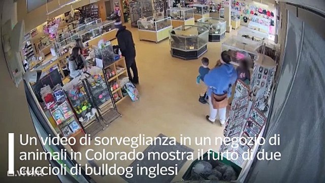 Finge una crisi epilettica e il complice ruba due bulldog da 4.000 euro ciascuno: le immagini dal Colorado
