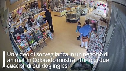 Finge una crisi epilettica e il complice ruba due bulldog da 4.000 euro ciascuno: le immagini dal Colorado