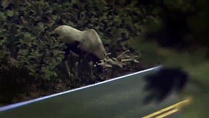 L’inédit système de détection des gros animaux de la Volvo S90