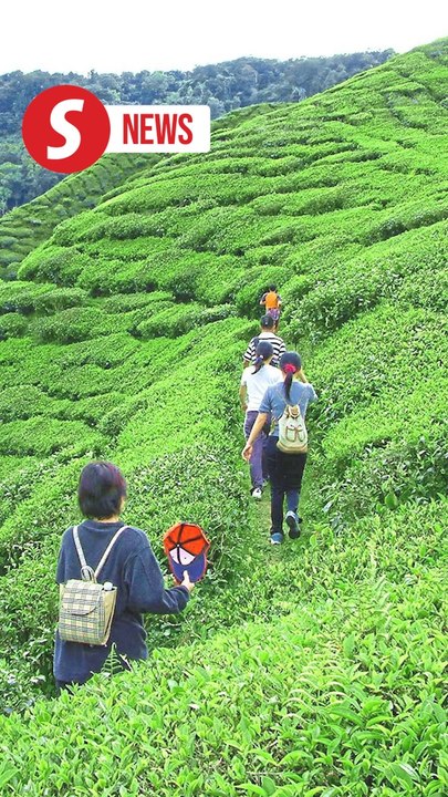 2024 hottest year on record for Cameron Highlands, says environment ministry