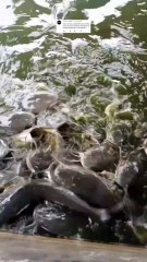 Penempatan induk lele itu bebas, mau dipisah atau disatukan, asalkan memenuhi syarat