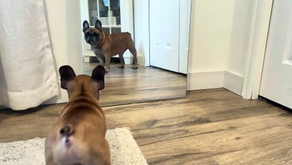 Two French Bulldog Brothers are Perplexed by Their Reflection in Mirror