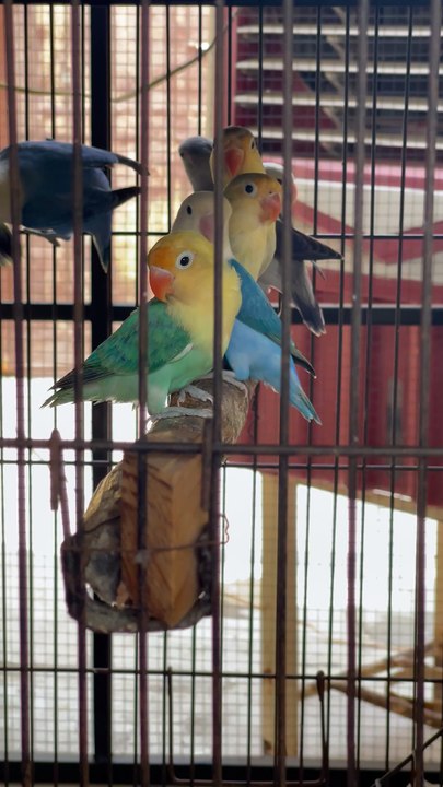 Pets life