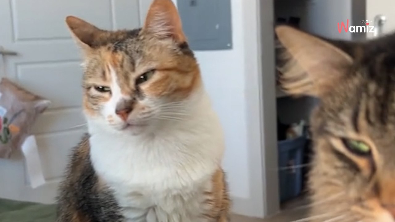 Frau wacht auf und wird von ihren Katzen angestarrt: Plötzlich erkennt sie eine bittere Wahrheit (Video)