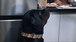 "My dad with the dog he didn’t want": video melts millions of hearts