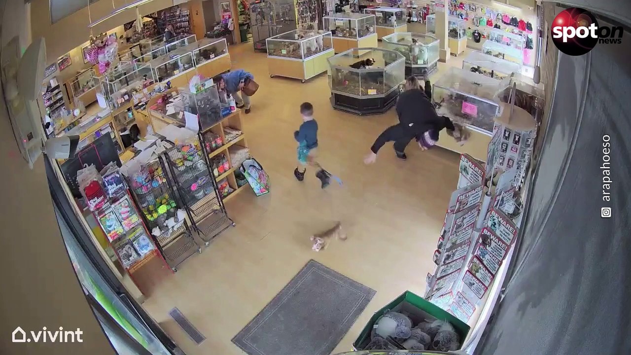 Dreister Welpen-Diebstahl in Tierhandlung