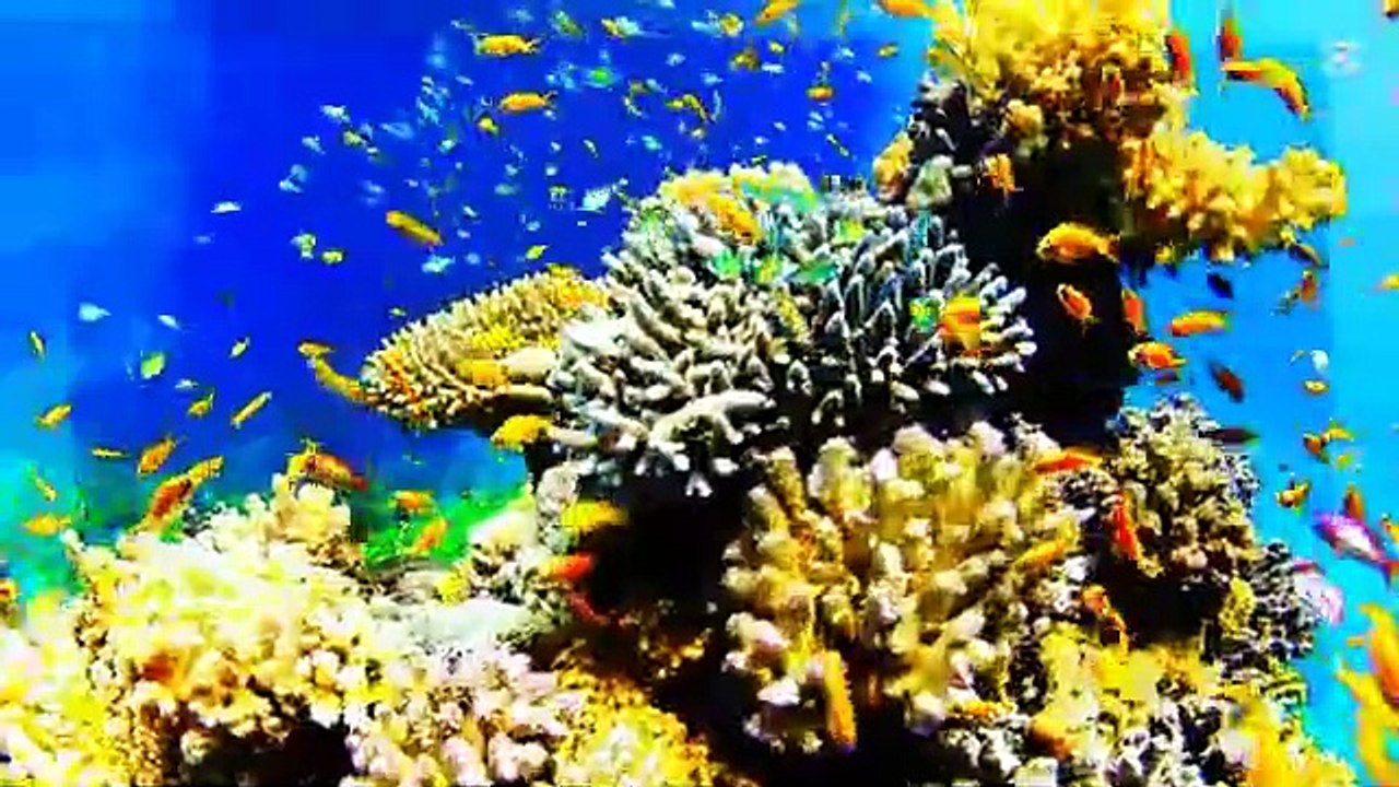 Sea Mistry. Diving Into Sea. Turtle and Fish under sea.