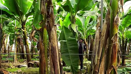 Farm Fresh Lunch | Cooking for Orange Harvest Workers