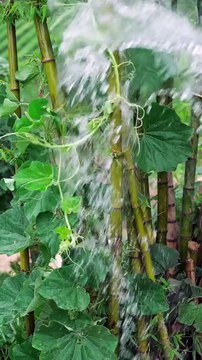 Artesanos tradicionales japoneses