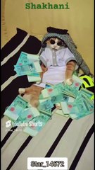 __Billioner Shakhani cat__ #cat #funny #lover #shorts @Star_14672